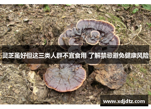 灵芝虽好但这三类人群不宜食用 了解禁忌避免健康风险