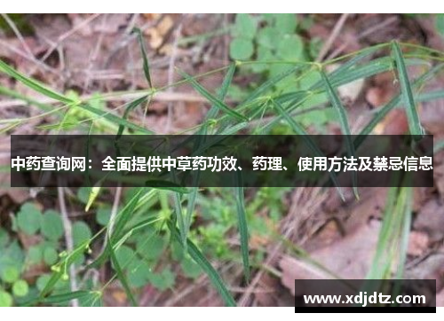 中药查询网：全面提供中草药功效、药理、使用方法及禁忌信息