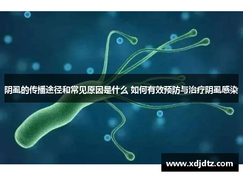 阴虱的传播途径和常见原因是什么 如何有效预防与治疗阴虱感染